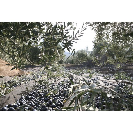 MANTOS PARA RECOLECCIÓN DE ACEITUNA O ALMENDRA