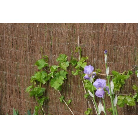 BREZO MARRON ECOLOGICO MODELO 2021