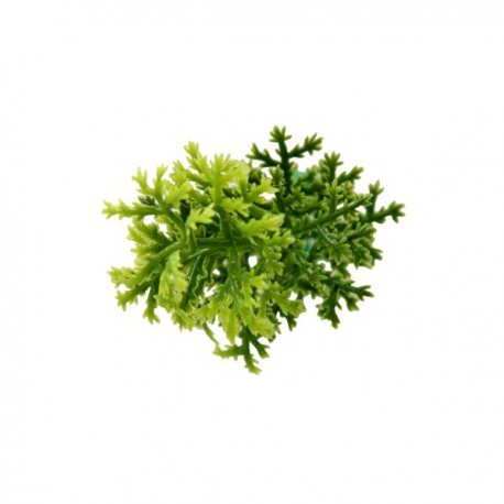 JARDÍN VERTICAL  MUSGO  (1m2)