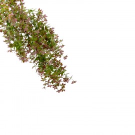 PLANTA ARTIFICIAL COLGANTE ORQUÍDEA MORADA 2