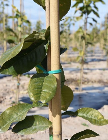 BALA DE TUTOR DE BAMBU