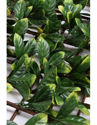 CELOSIA EXTENSIBLE DE MIMBRE Y HOJAS DE LAUREL